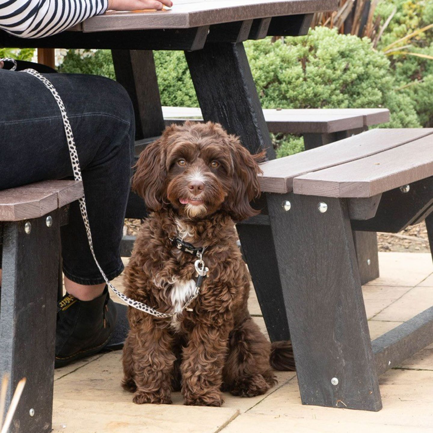 Your local dog friendly pub in Port Talbot
